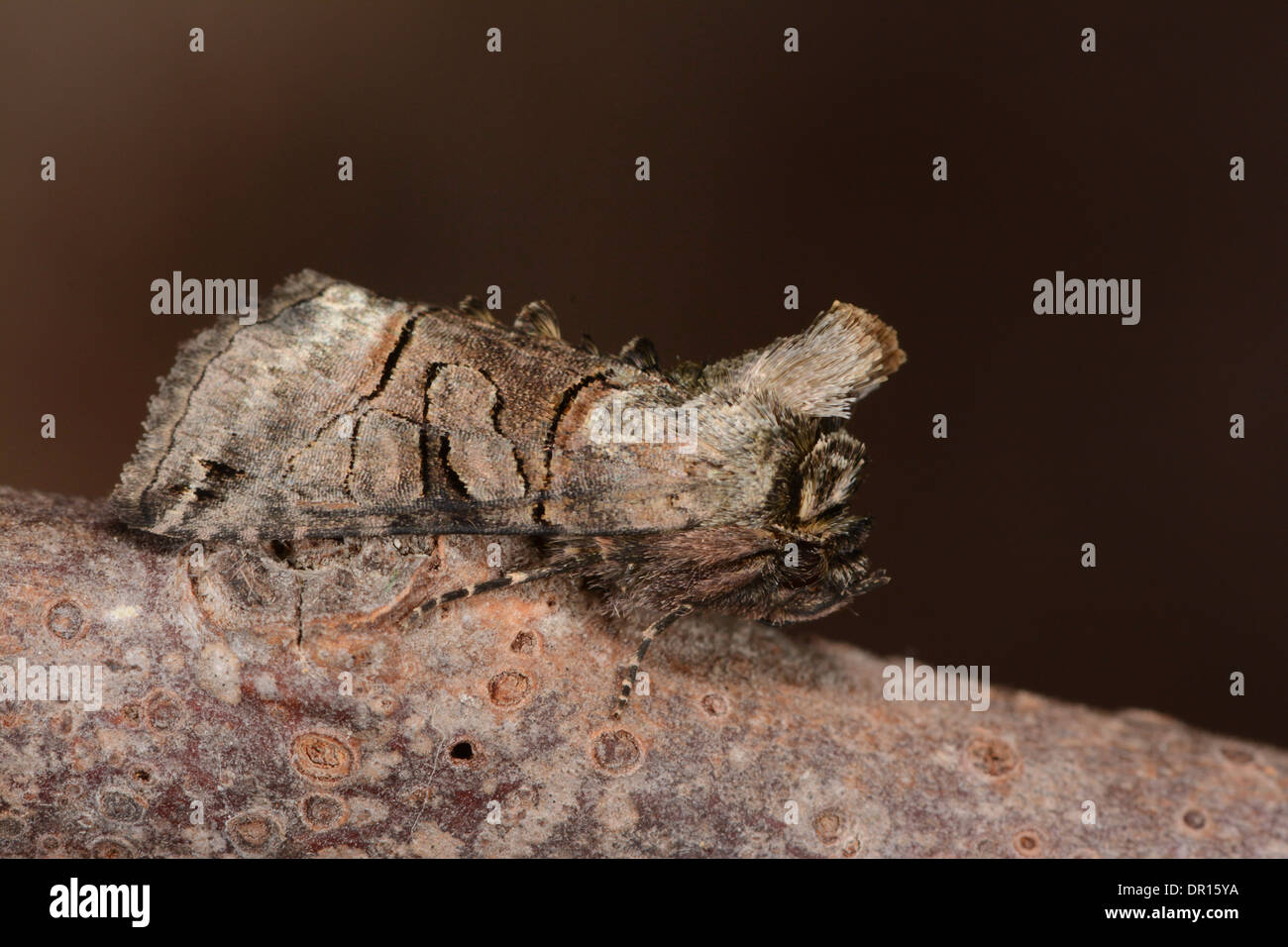 Spectacle Moth Spectacle moth hi-res stock photography and images - Alamy