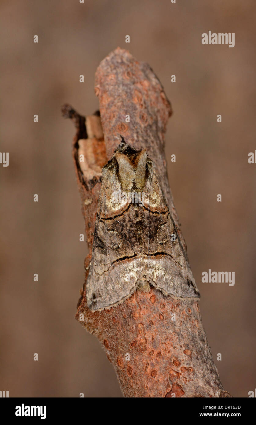 The Spectacle Moth (Abrostola triplasia) adult at rest on twig, Oxfordshire, England, August Stock Photo