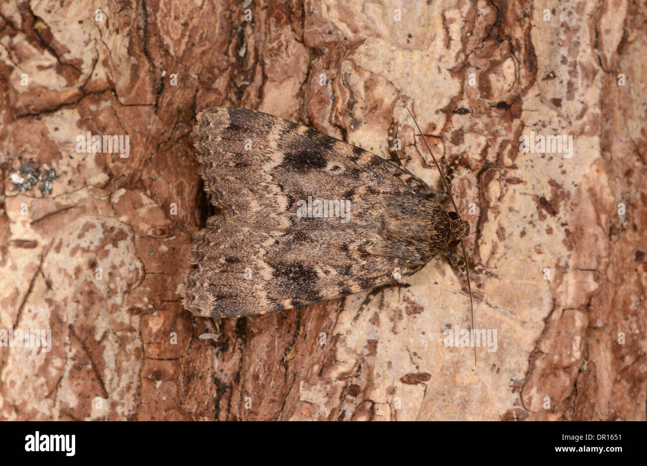 Copper Underwing Moth (Amphipyra pyramidea) adult at rest on tree trunk, Oxfordshire, England, August Stock Photo