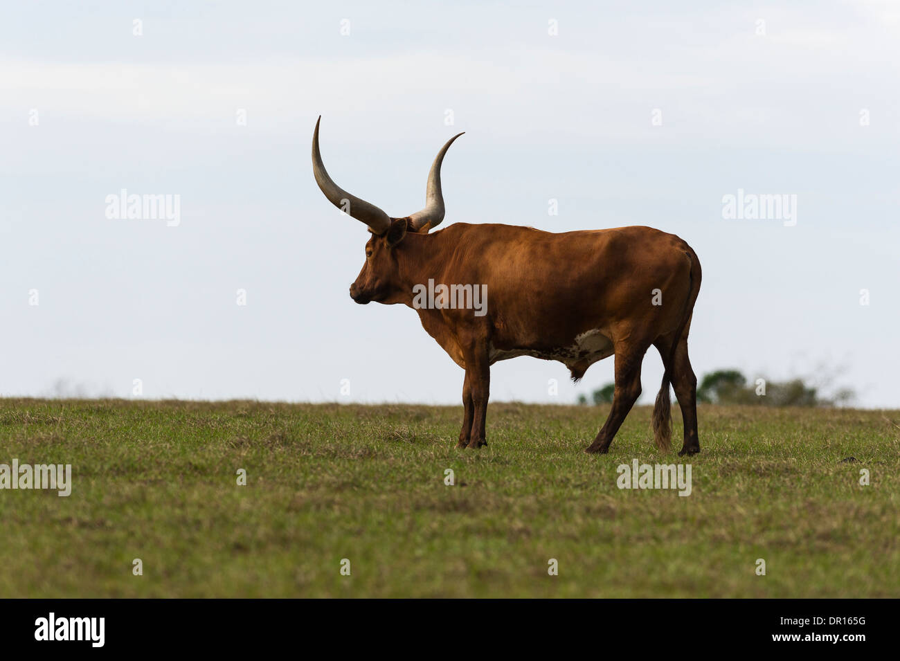 Texas Longhorn grazing Stock Photo