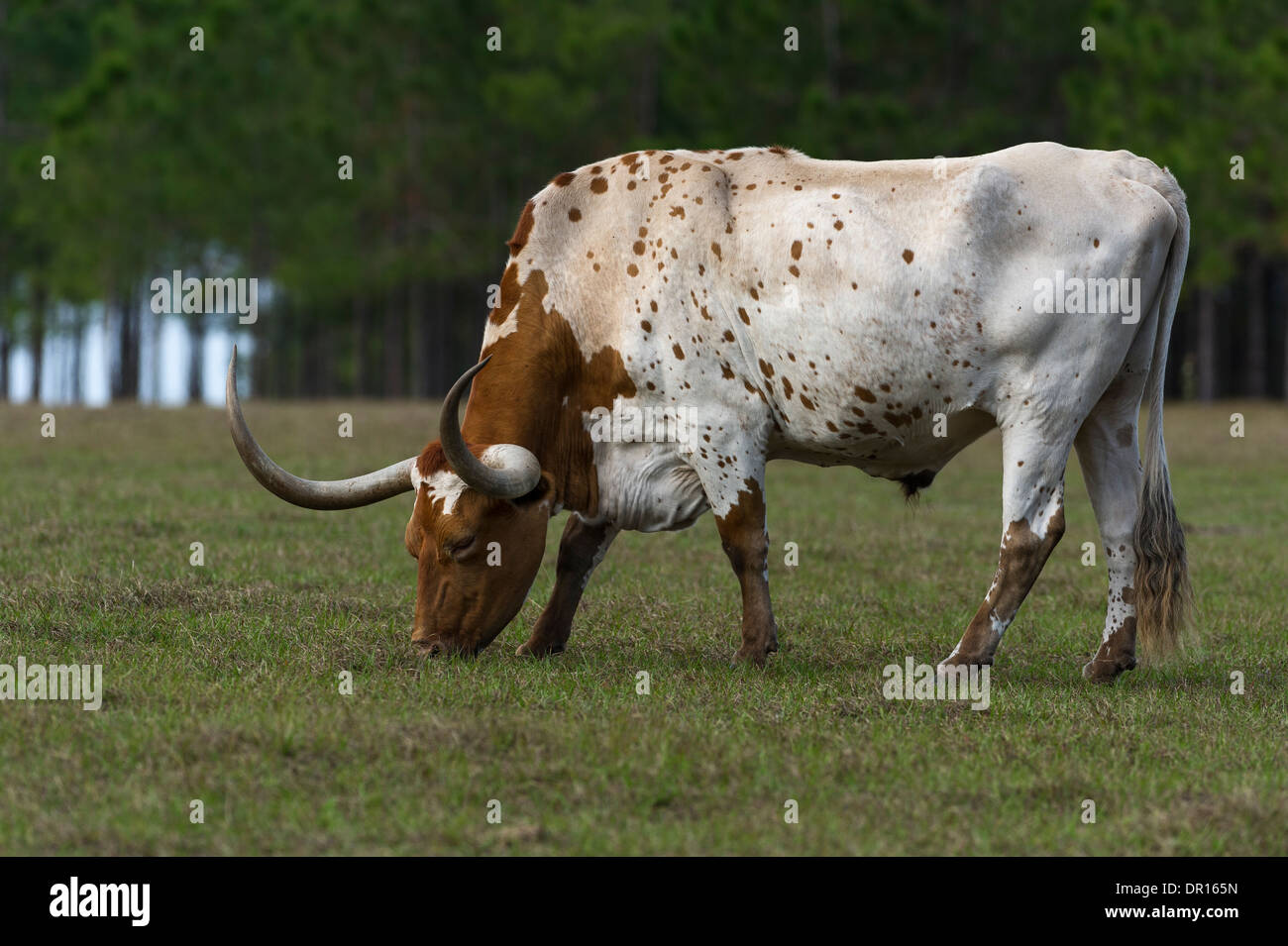 Texas Longhorn grazing Stock Photo