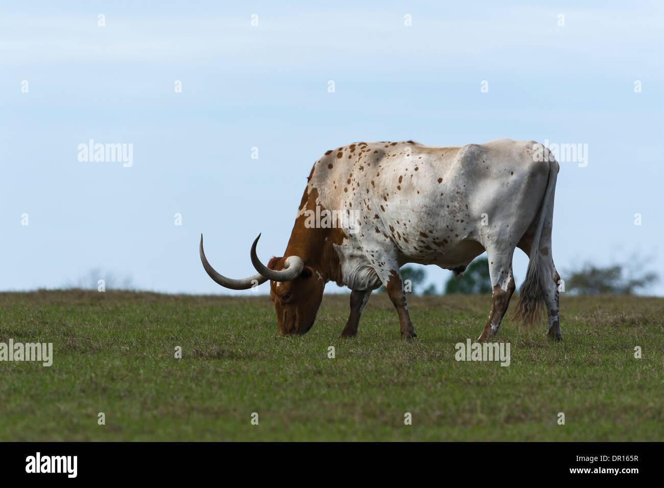 Texas Longhorn grazing Stock Photo