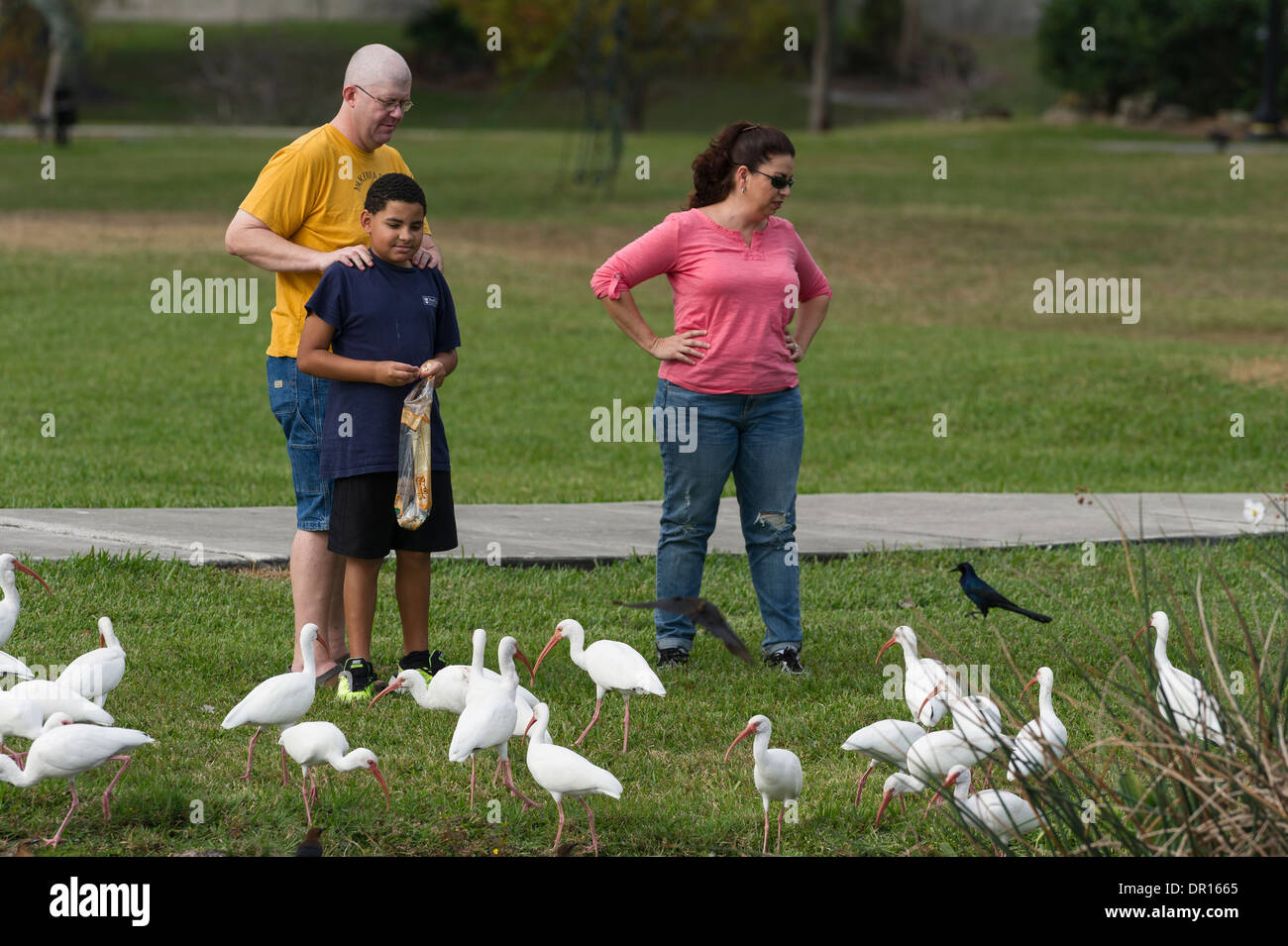 A family feeding the birds at a local Park. Stock Photo