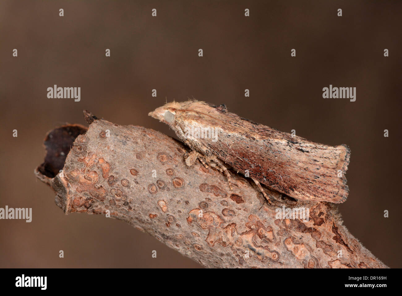 The Greater Wax Moth (Galleria mellonella) adult at rest on twig, Oxfordshire, England, August Stock Photo