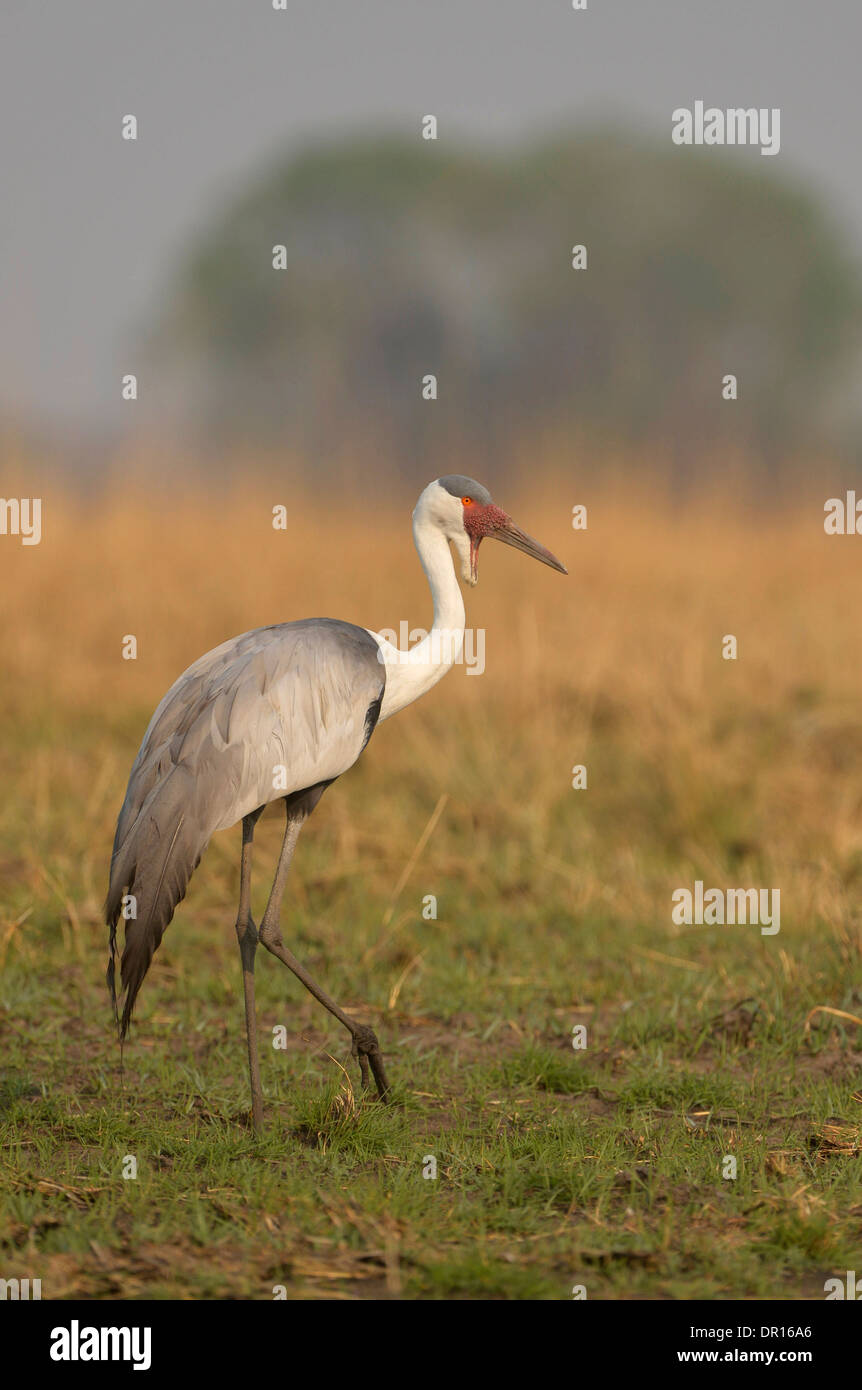 Wattled Crane (Grus caruculatus) standing on grassy plain, Kafue National Park, Zambia Stock Photo