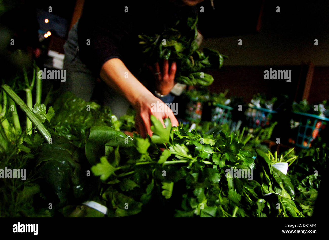 Jan 03, 2009 - Redlands, California, USA - Organizers and volunteers for the Inland Empire Organic Produce Buying Club sort veggies to be picked up by co-op participants in front of The Farm Artisian Restaurant in Redlands. (Credit Image: © Eric Reed/ZUMA Press) Stock Photo
