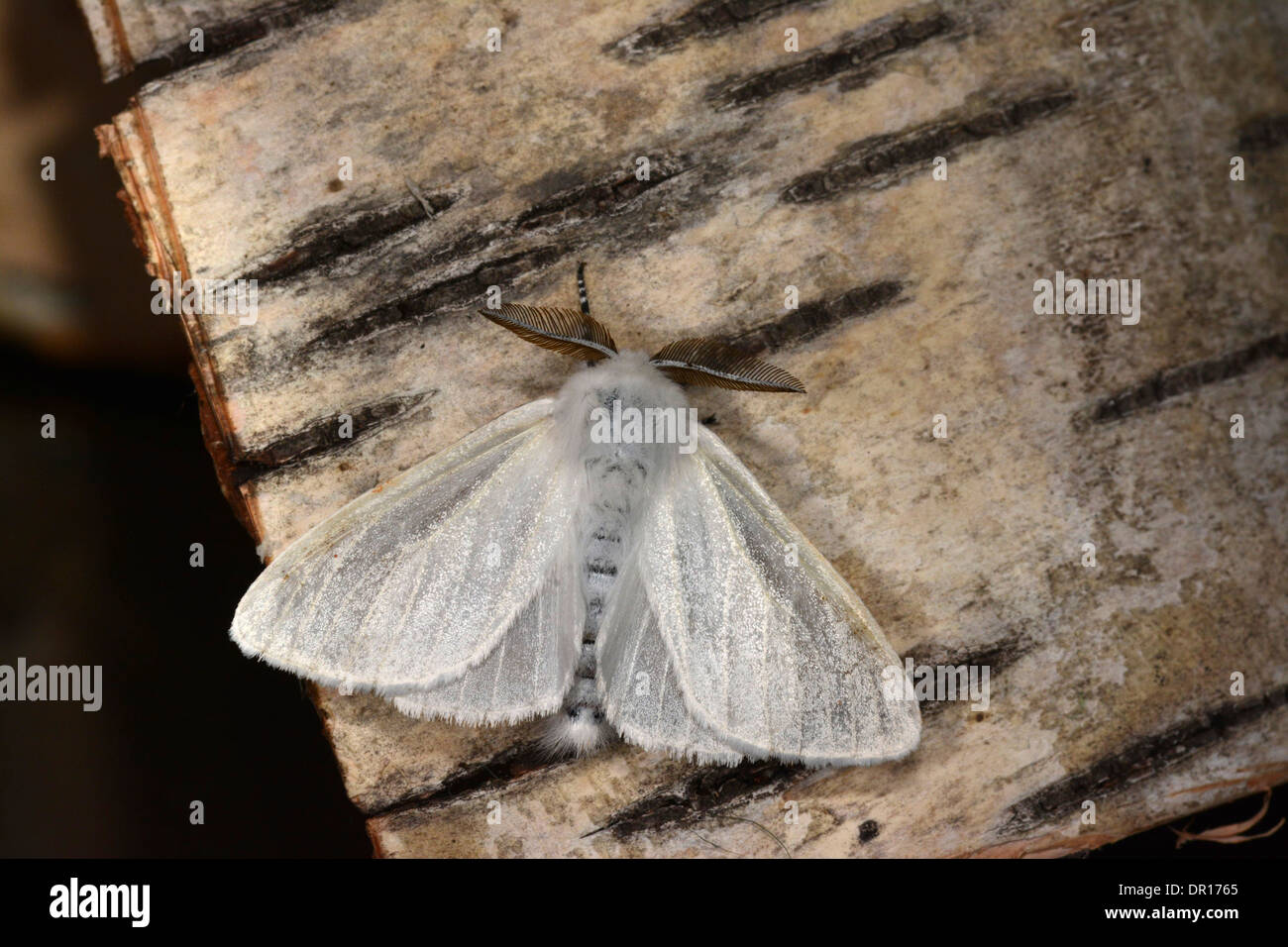 White Satin Moth (Leucoma salicis) male at rest on bark, showing antennae, Oxfordshire, England, July Stock Photo