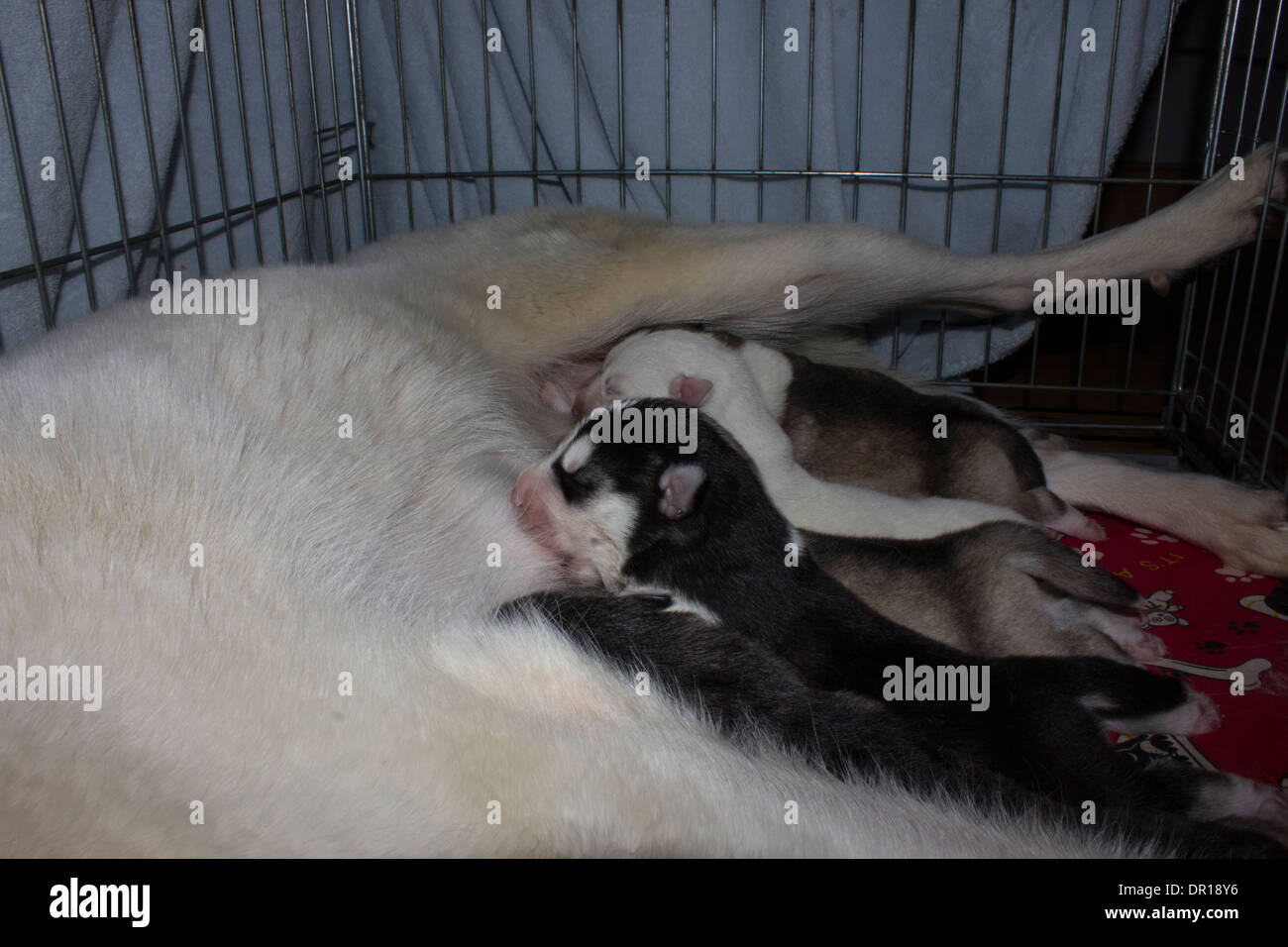 Husky puppys all on mother feeding Stock Photo
