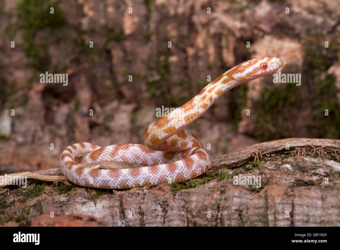 Butter Corn Snake (Pantherophis guttatus) Stock Photo