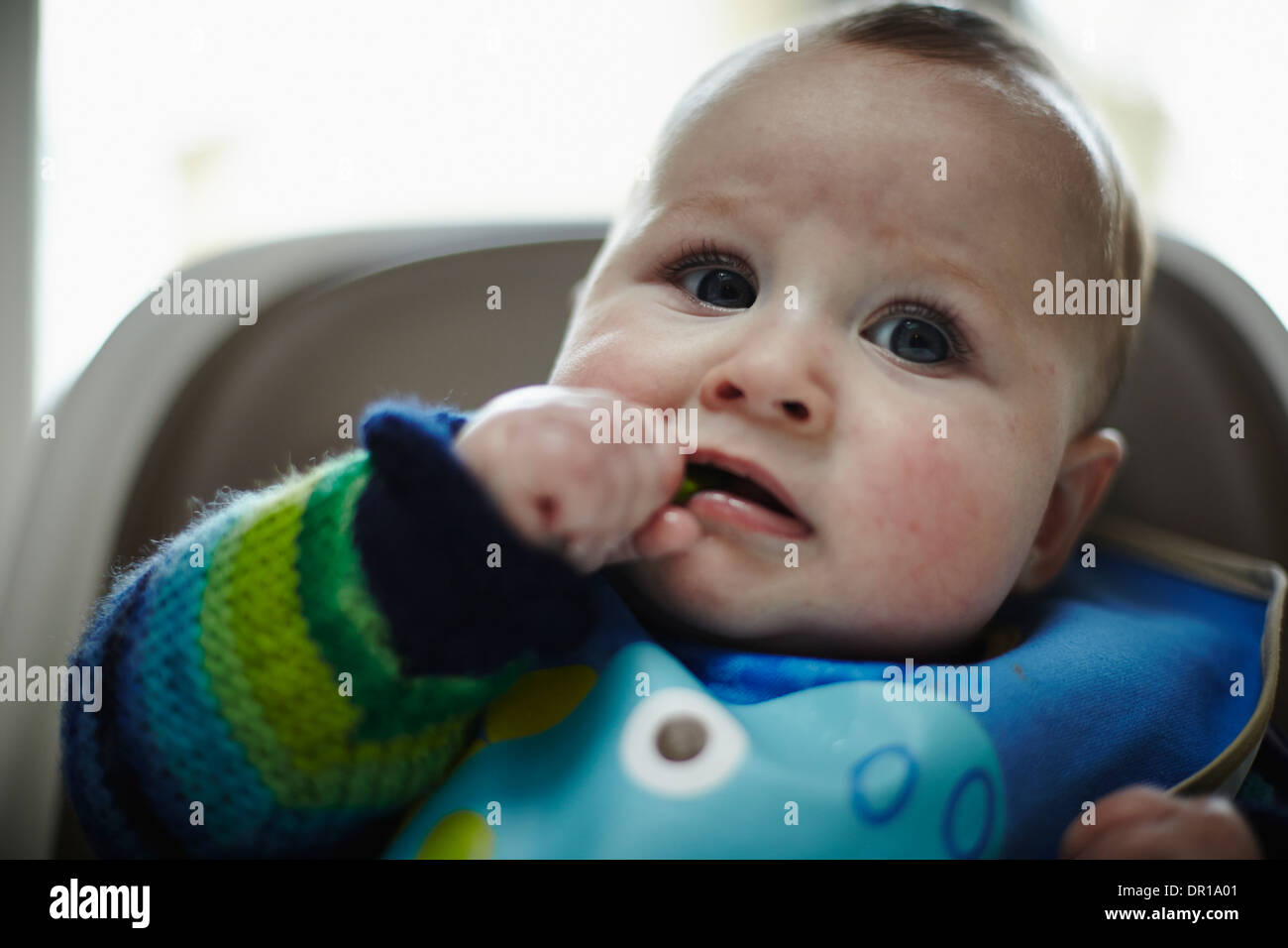 A baby around 5 and a half months eats a green vegetable as part of baby led weaning Stock Photo