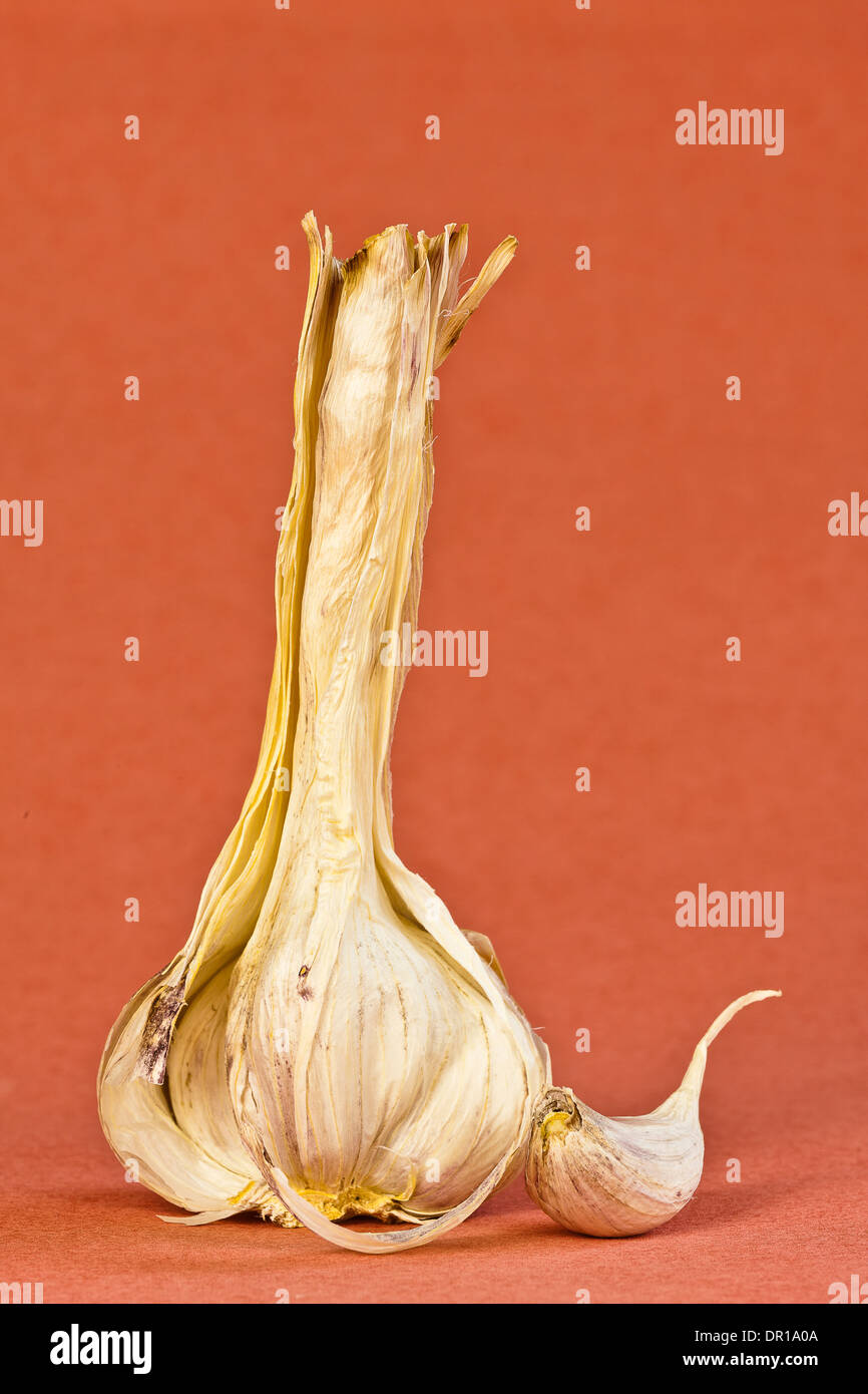 Head of garlic with toe Stock Photo