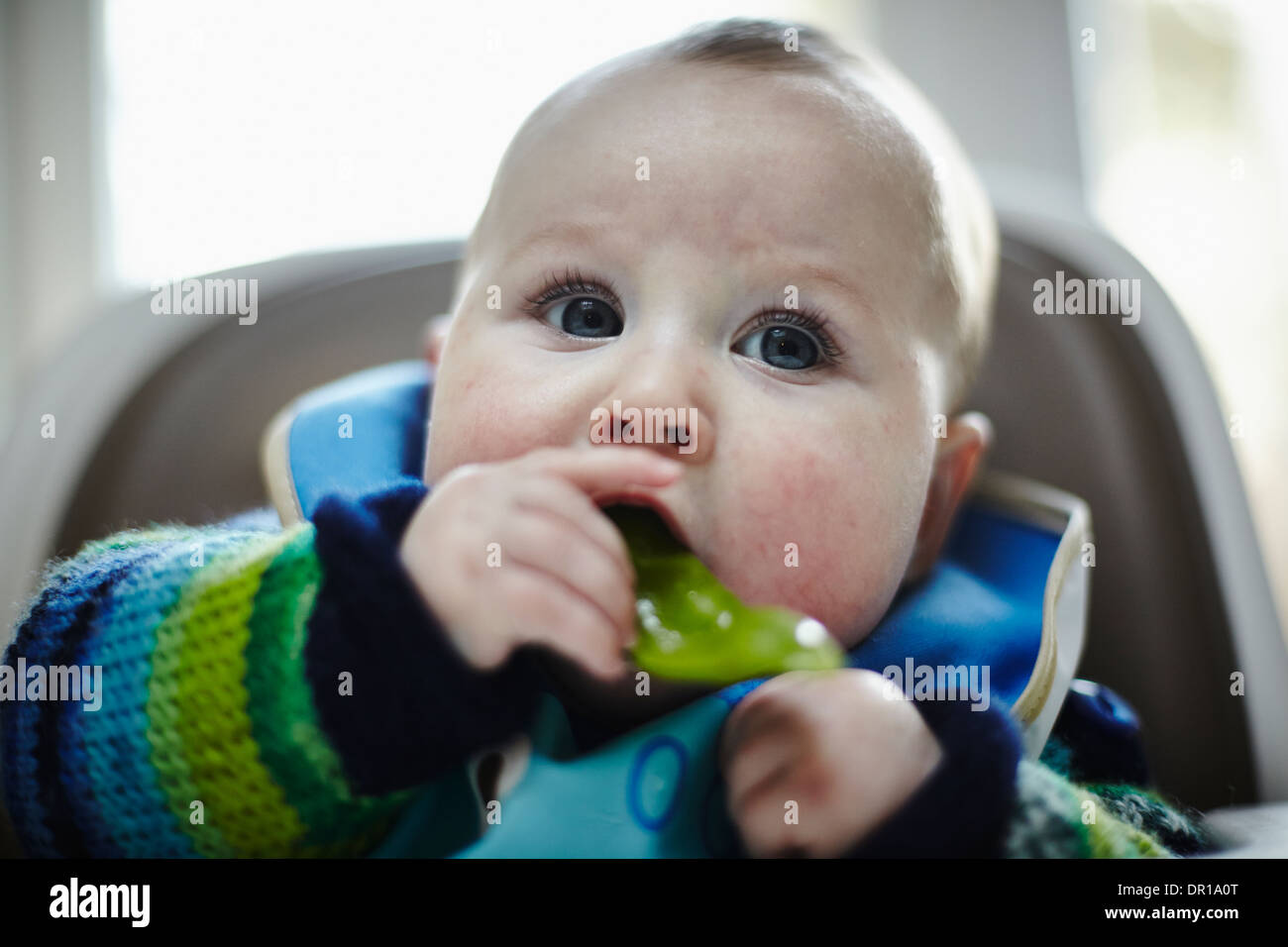A baby around 5 and a half months eats a green vegetable as part of baby led weaning Stock Photo