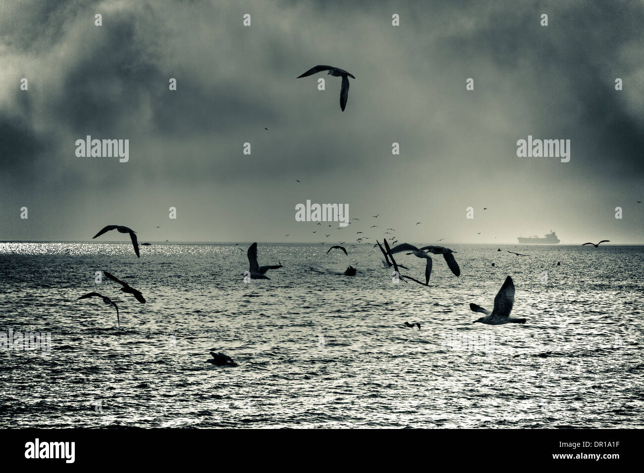 Dramatic sea gull flight, abstract creative toned photo. Stock Photo