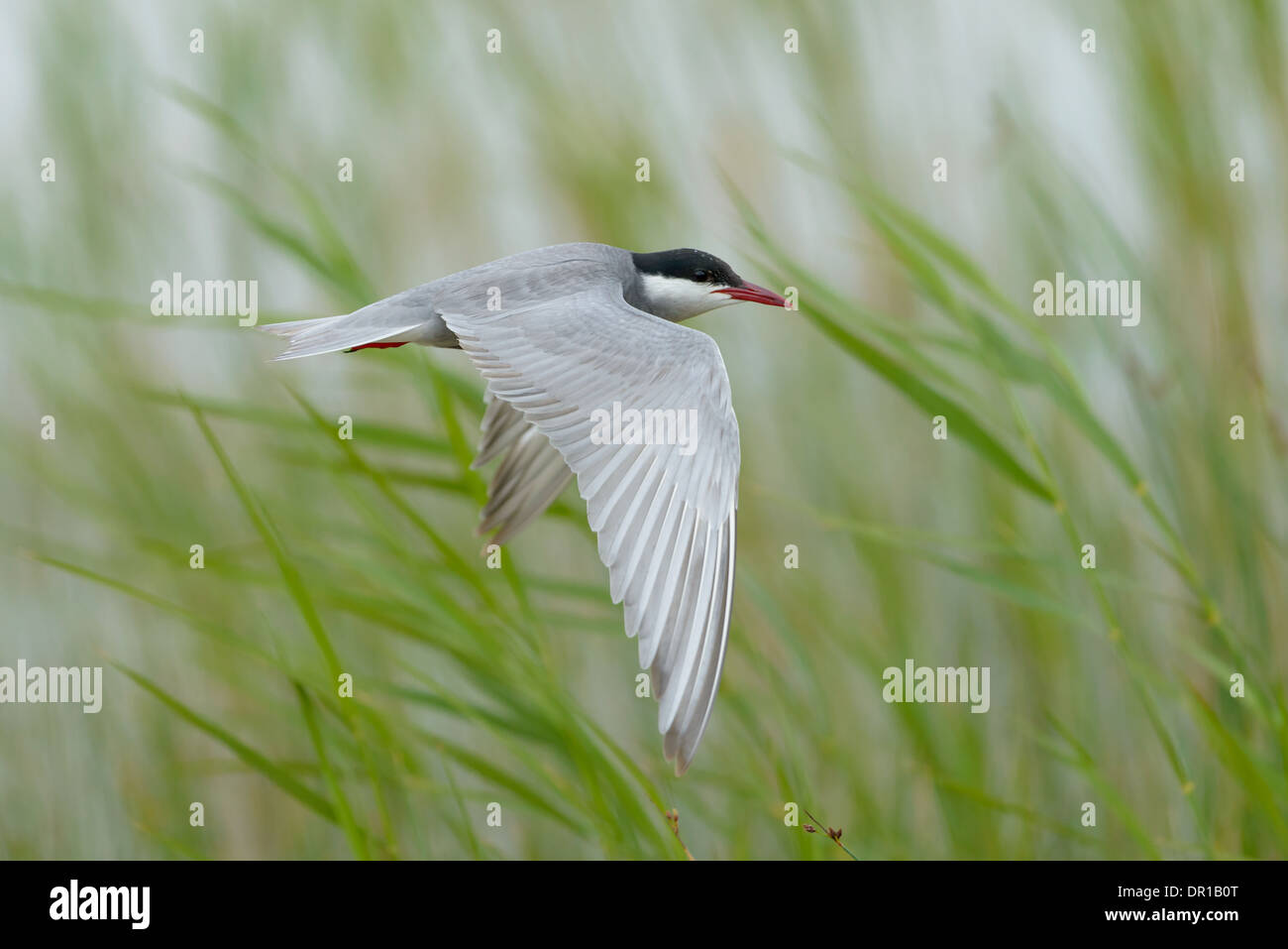 Weissbart-Seeschwalbe, Chlidonias hybrida, whiskered tern Stock Photo