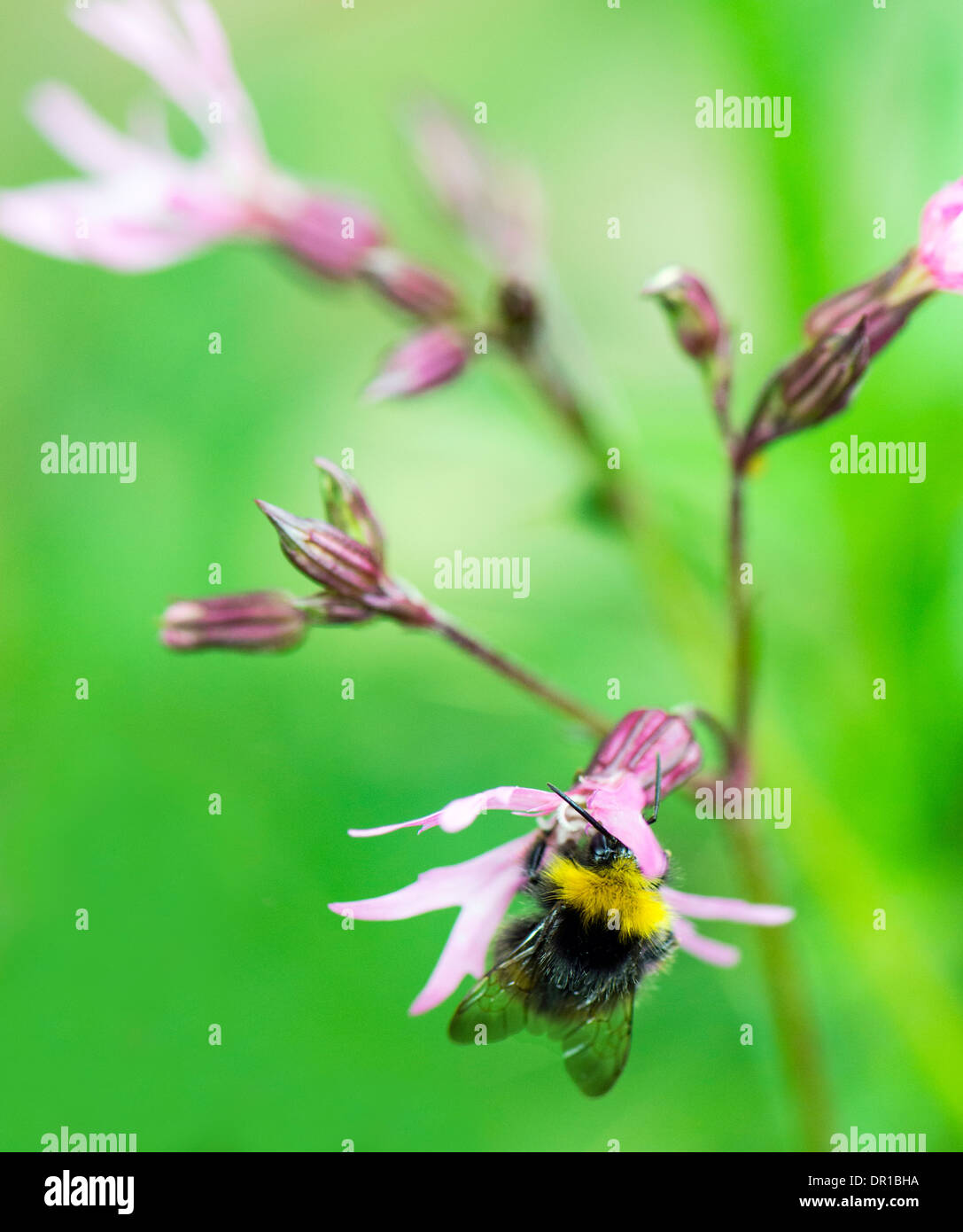 Bumble Bee getting Pollen from the Ragged Robin Flower Stock Photo Alamy