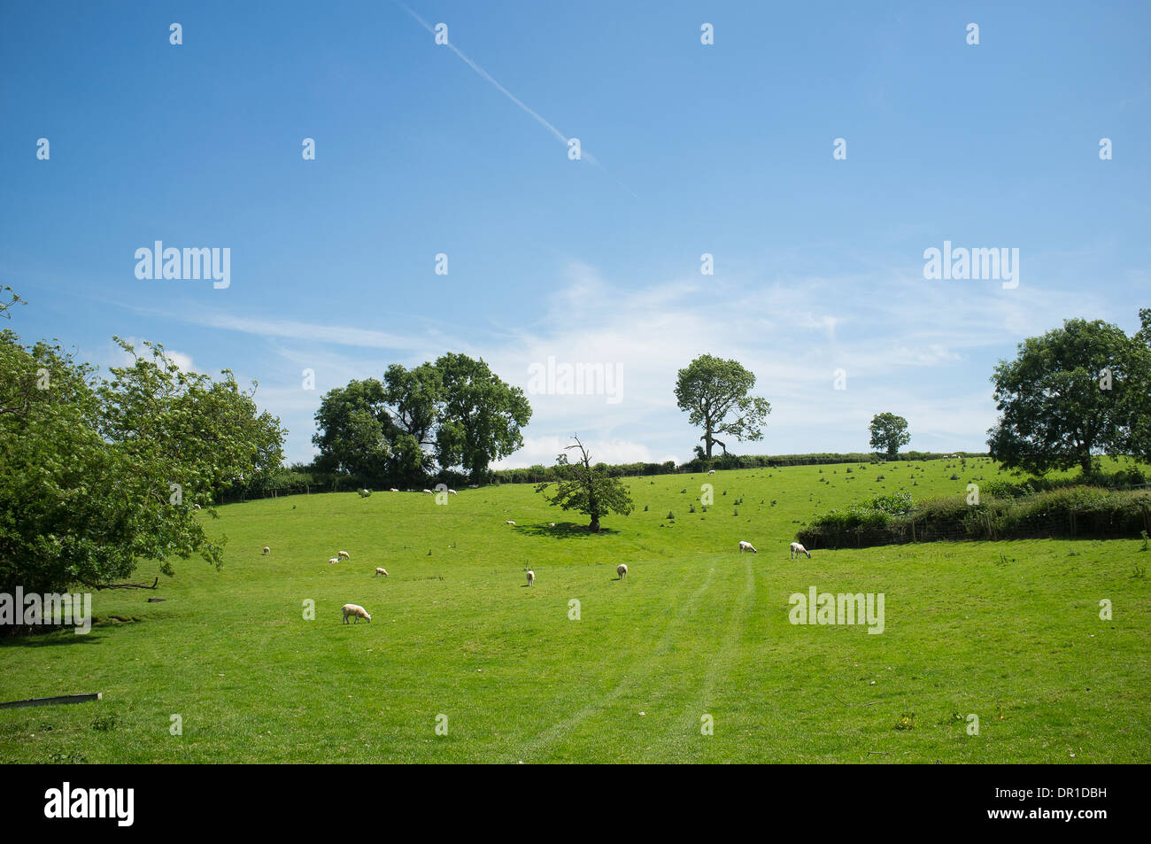 Sheep grazing in a field in pretty English countryside. Stock Photo