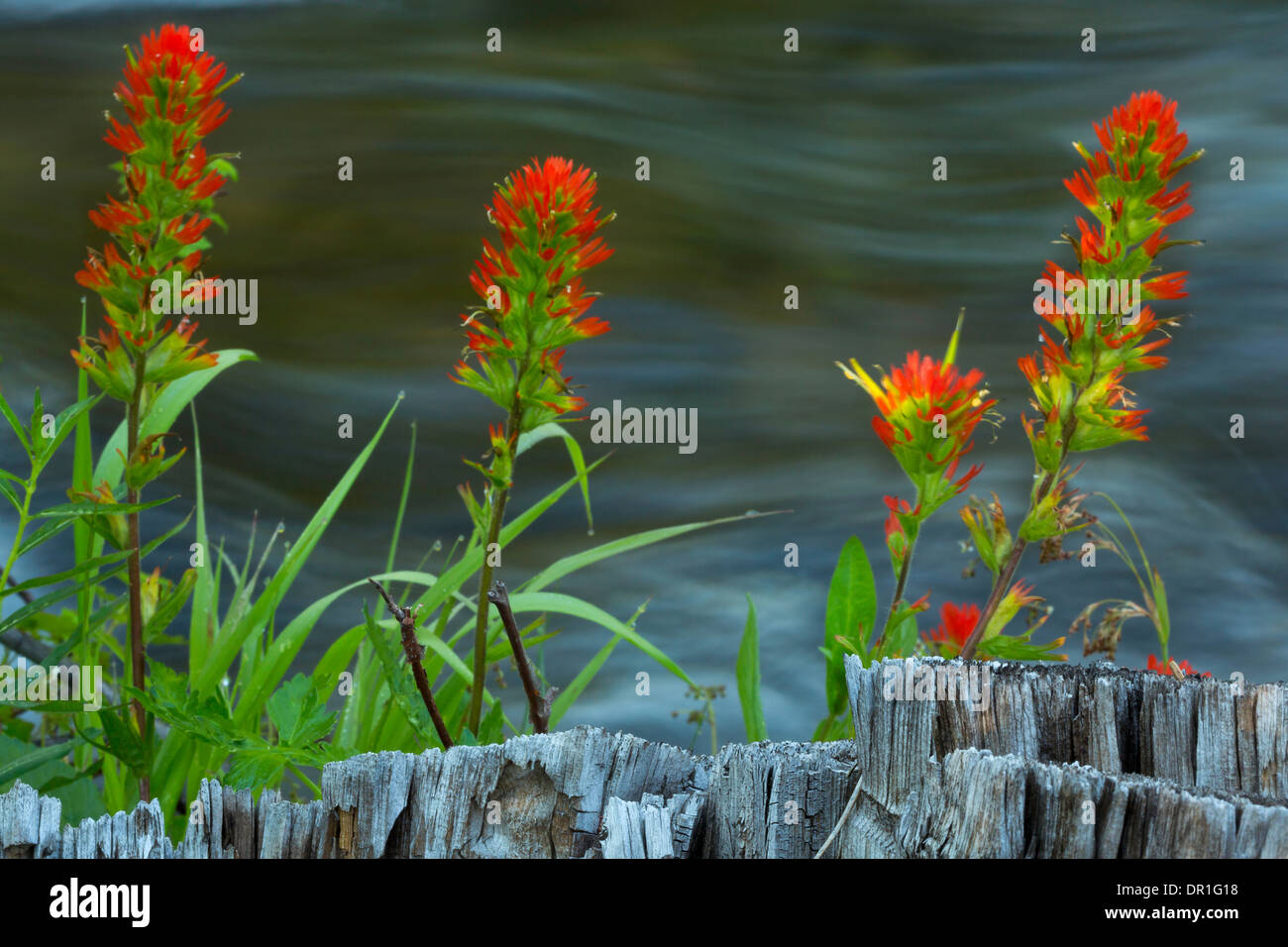 Common Paintbrush growing along a stream in central Oregon. USA Stock Photo