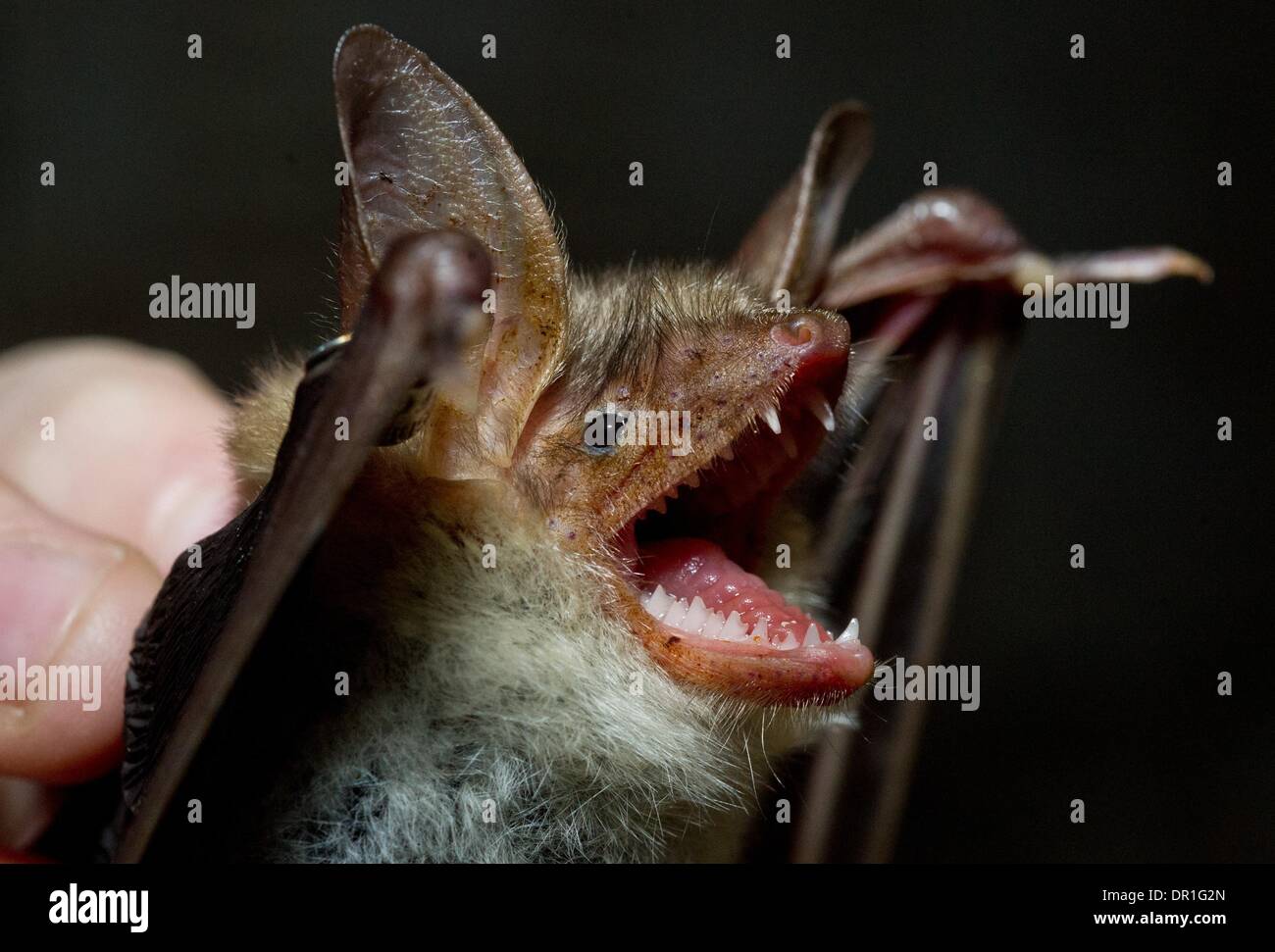 Frankfurt Germany 17th Jan 2014 A Bat Expert Holds A Greater Mouse Eared Bat In The Basement Of The Old Brewery In Frankfurt Oder Germany 17 January 2014 Equipped With Lights Ladders