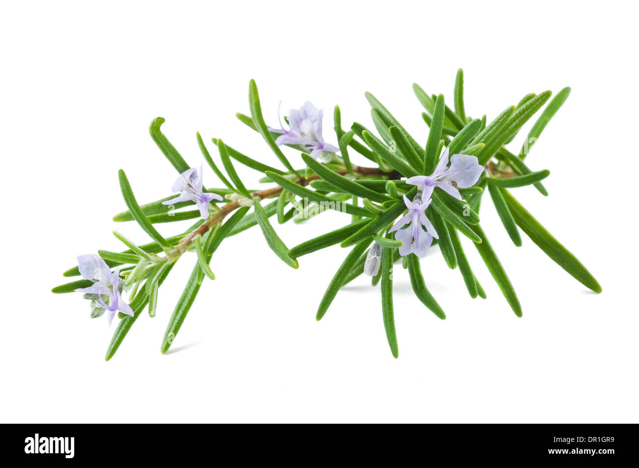 rosemary with flowers isolated on white Stock Photo Alamy