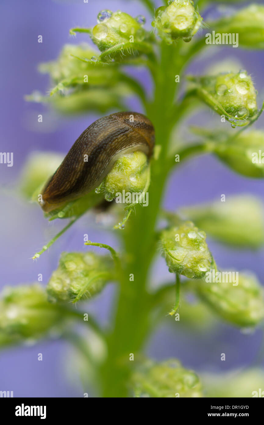 A slug crawls along a damp plant in the garden. spring. USA Stock Photo