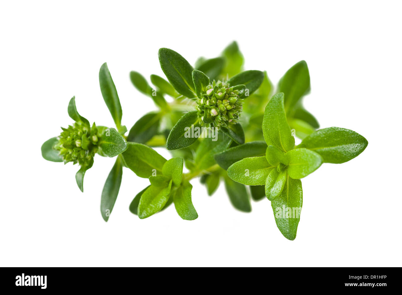 Summer savory sprig isolated on white Stock Photo