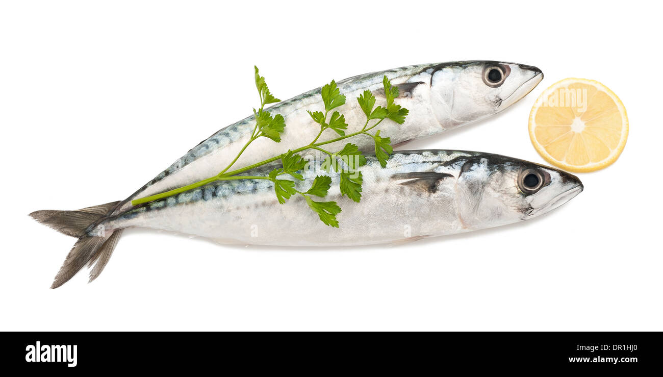 two mackerels isolated on white Stock Photo