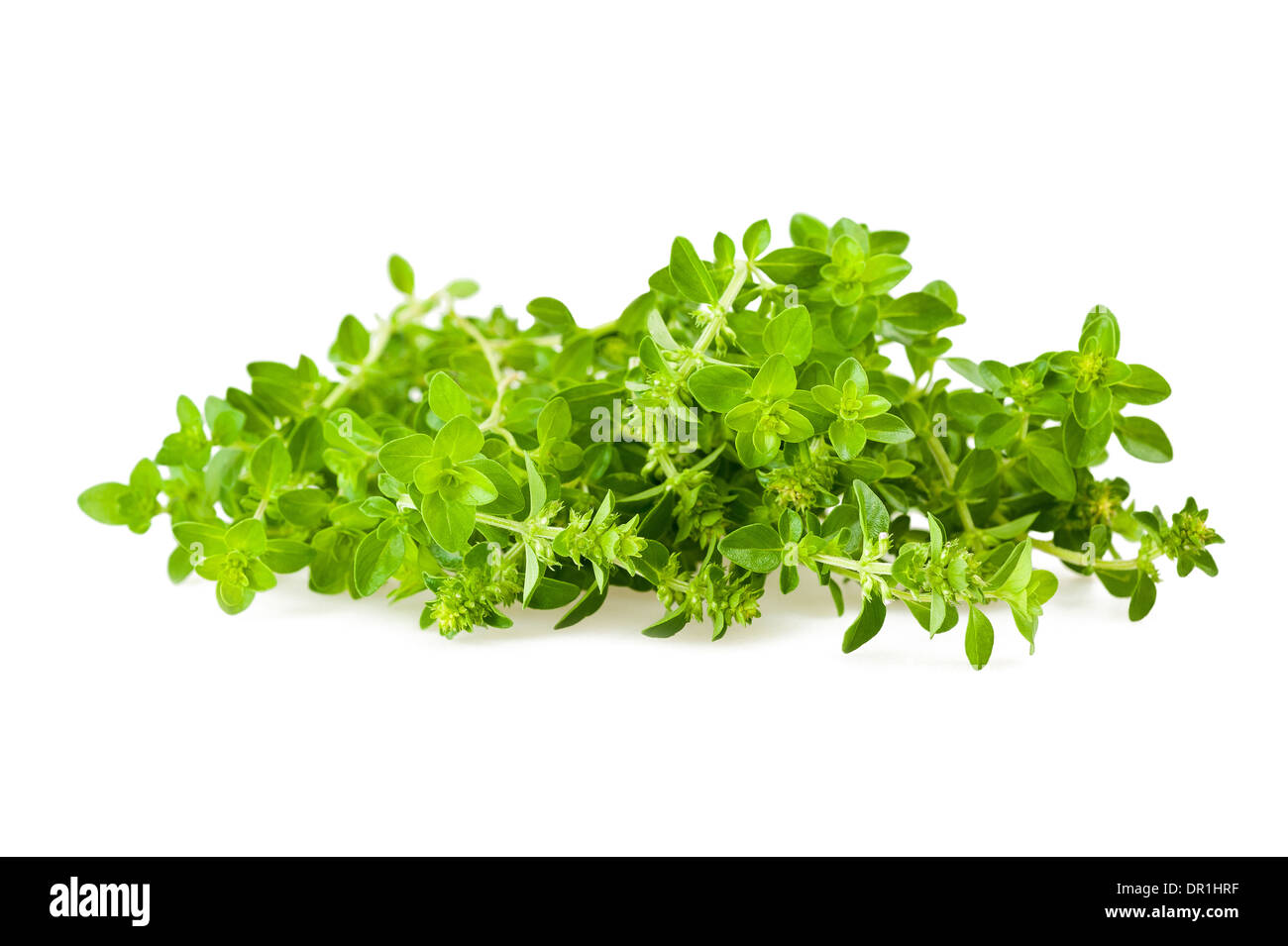 thyme branch isolated on white Stock Photo