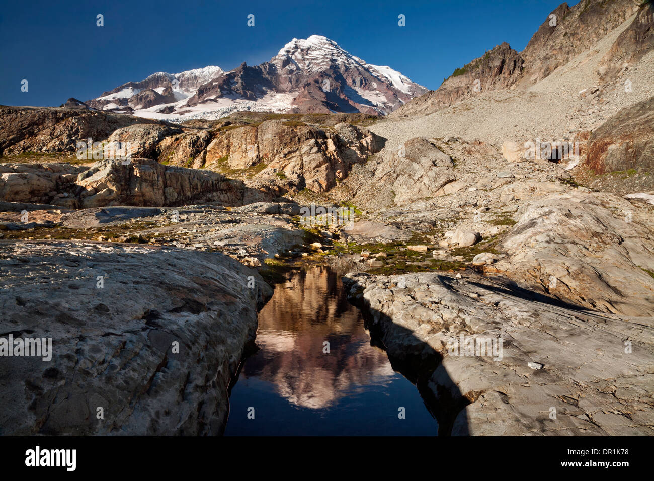 WASHINGTON - Mount Rainier reflecting in a small tarn in the Pyramid Peak Cross Country Zone. Stock Photo