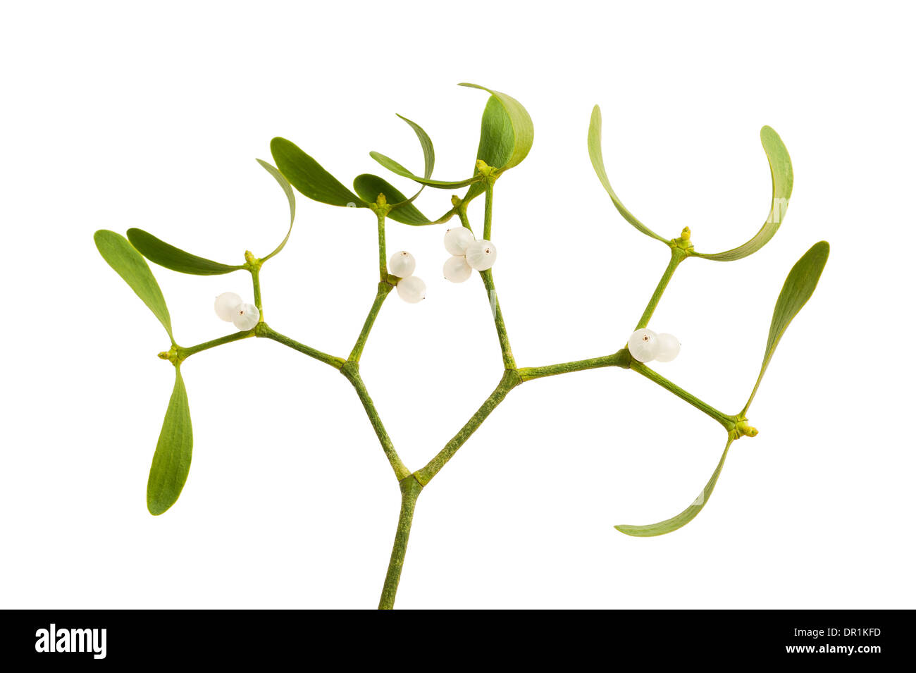 mistletoe branch with berries isolated on white Stock Photo