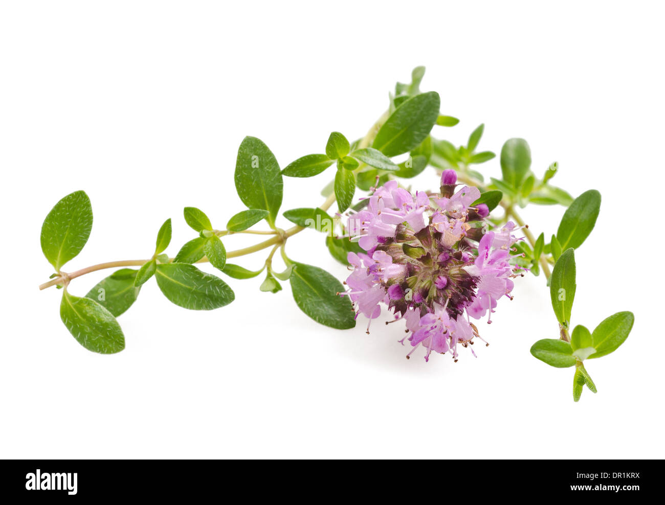 Thyme flowers,aromatic herb in bloom Stock Photo Alamy