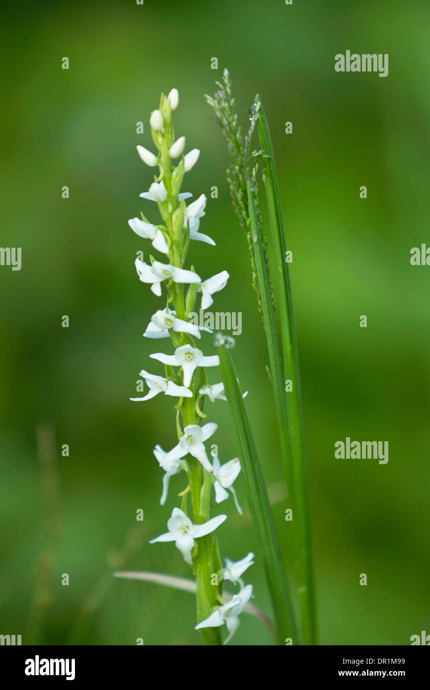 White Bog Orchid (Habenaria dilatata) in bloom in the central Oregon cascades. USA Stock Photo