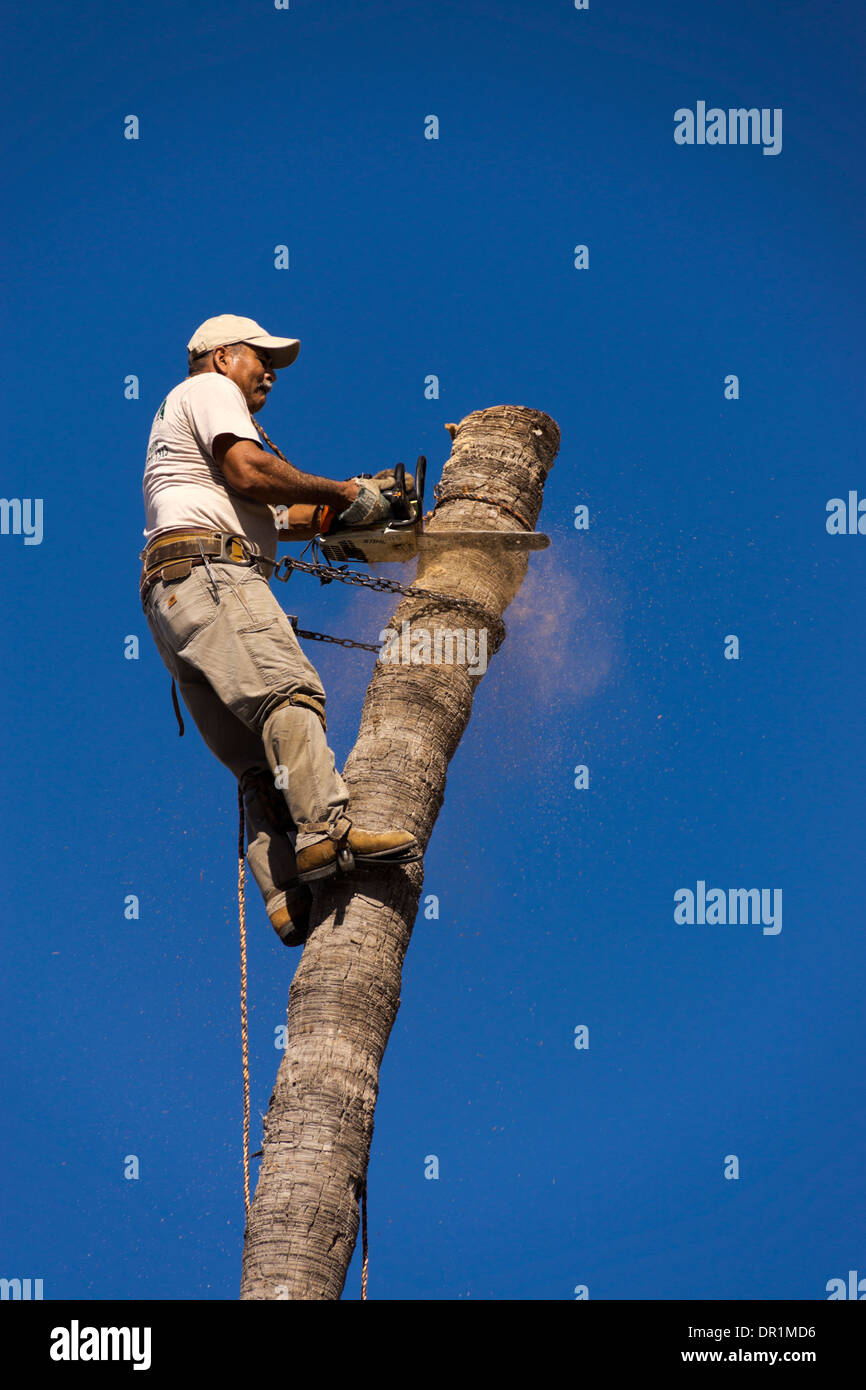 Tree Surgeon, using a chain saw, removes a section from the top of a tall Palm Tree near Mission, TX, USA Stock Photo