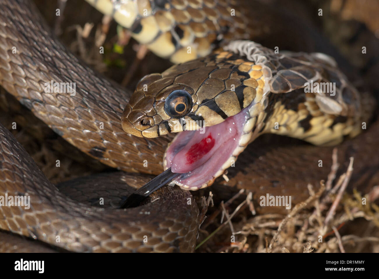 Grass snake (Natrix natrix). Death feigning and skin shedding (sloughing) Stock Photo