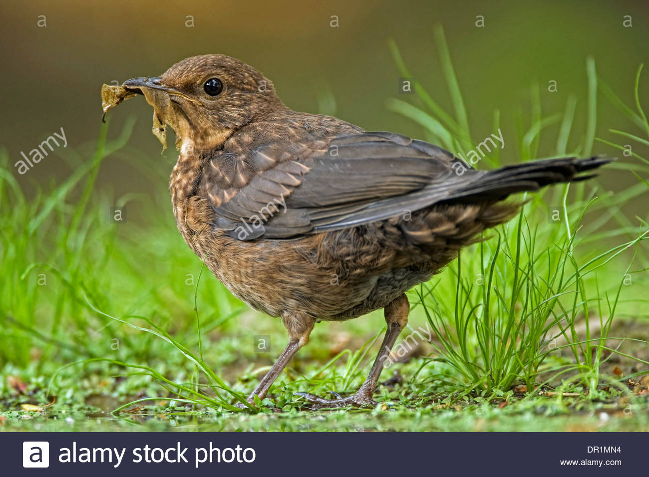 juvenile-common-blackbird-uk-high-resolution-stock-photography-and