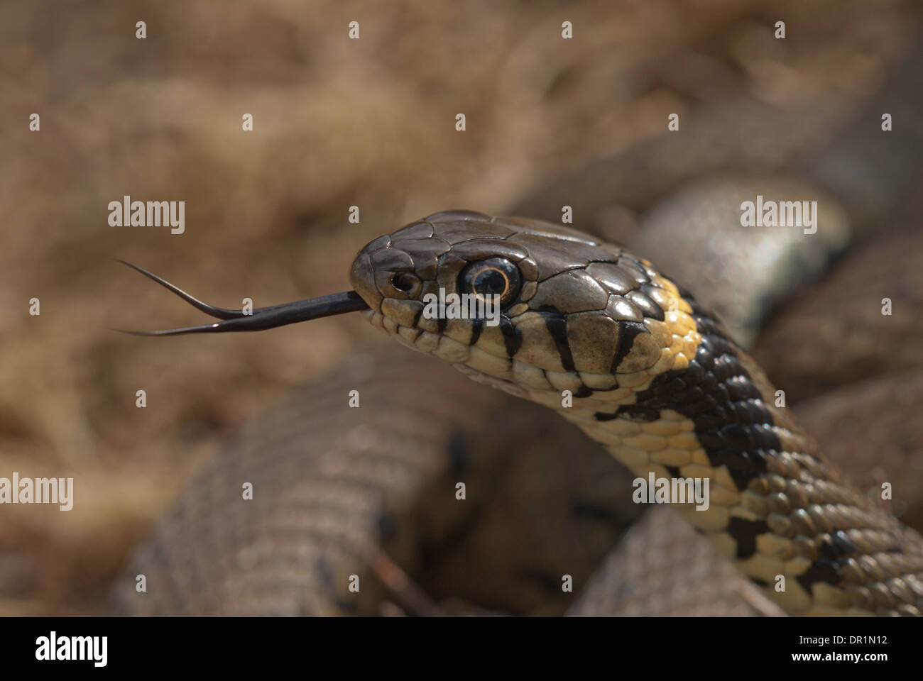 Grass snake (Natrix natrix). Tongue flick, the means by which the snake tastes the air. Stock Photo