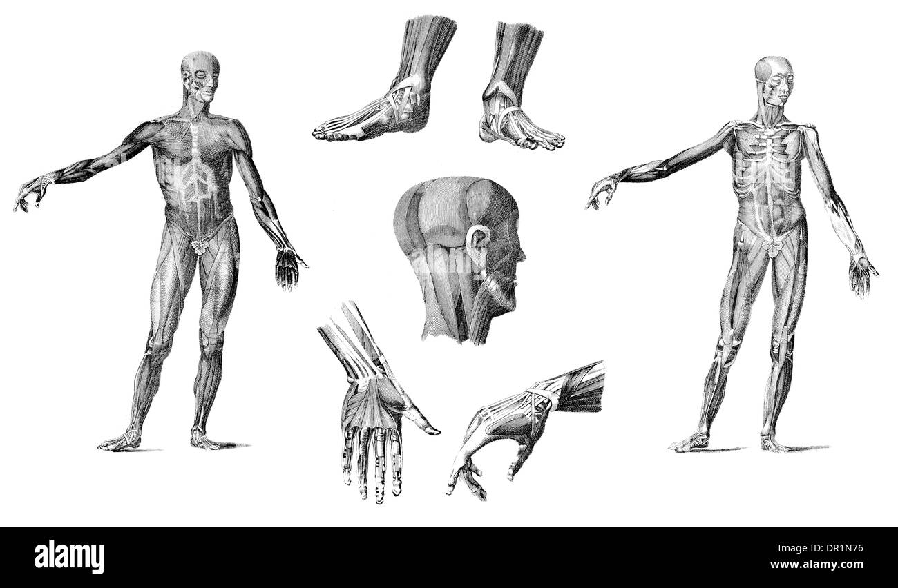 Muscles of the Human Body Stock Photo