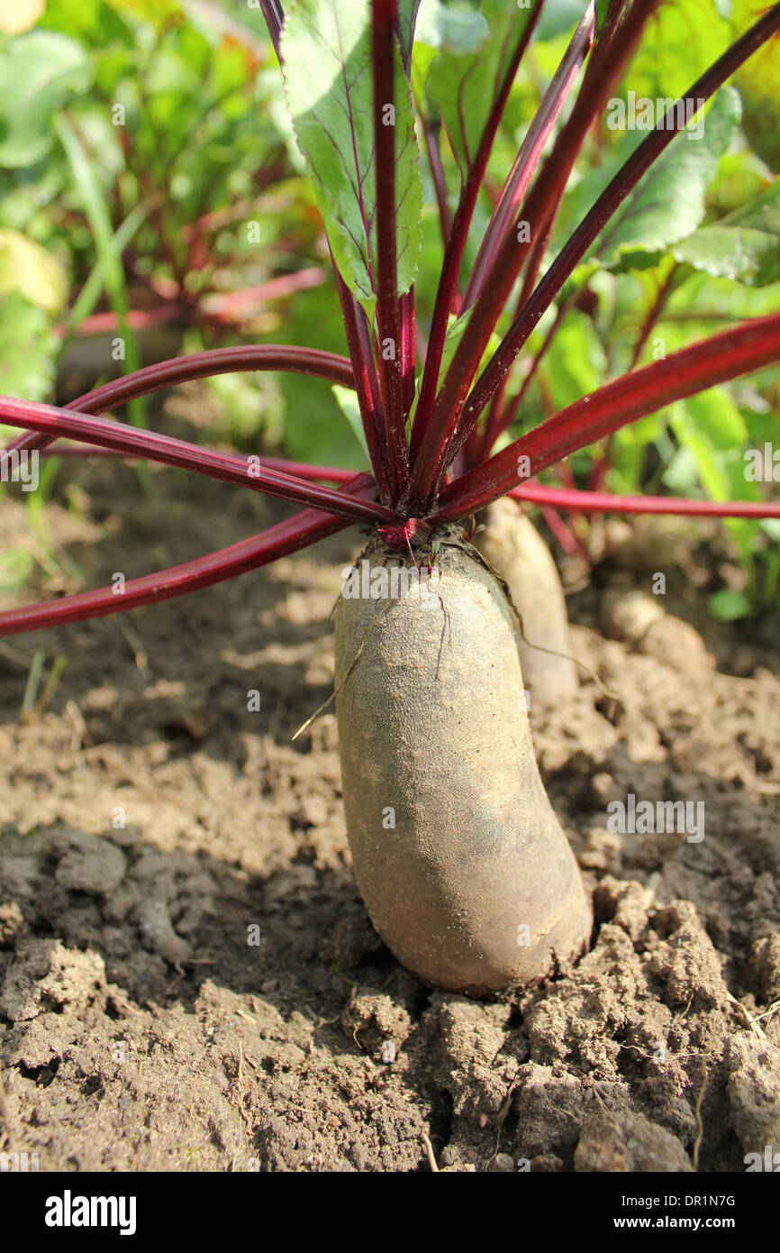 Cylindrical root hires stock photography and images Alamy