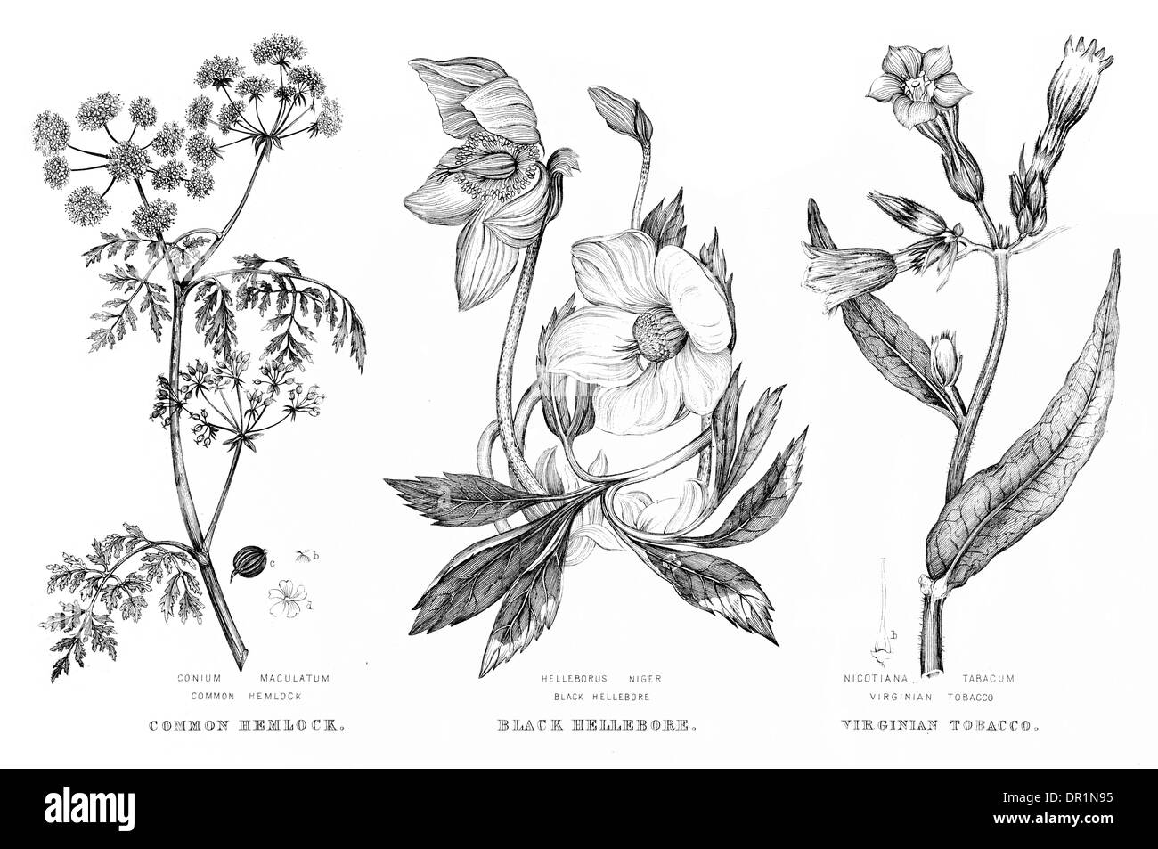 Tobacco flower illustration hi-res stock photography and images