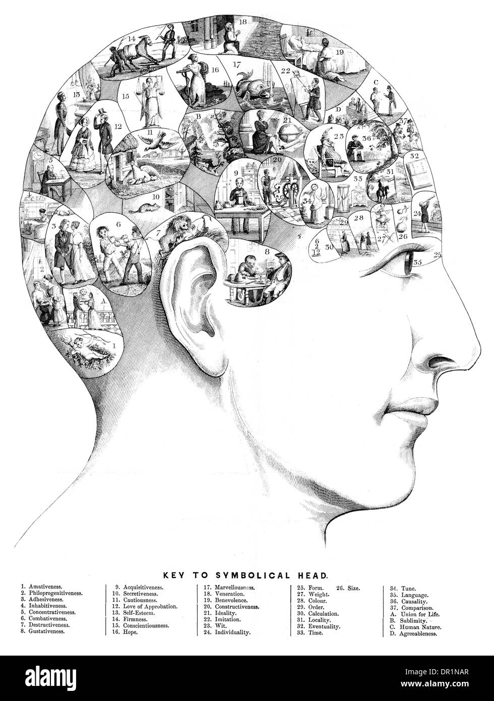 Phrenology is a pseudoscience primarily focused on measurements of the
