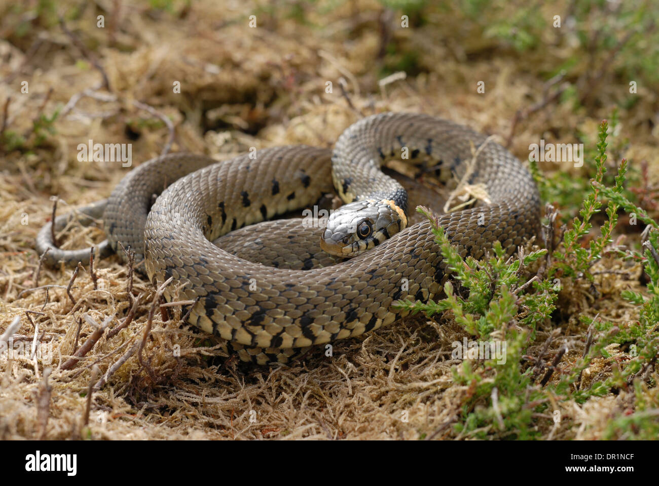 Grass snake (Natrix natrix) coiled up. Stock Photo