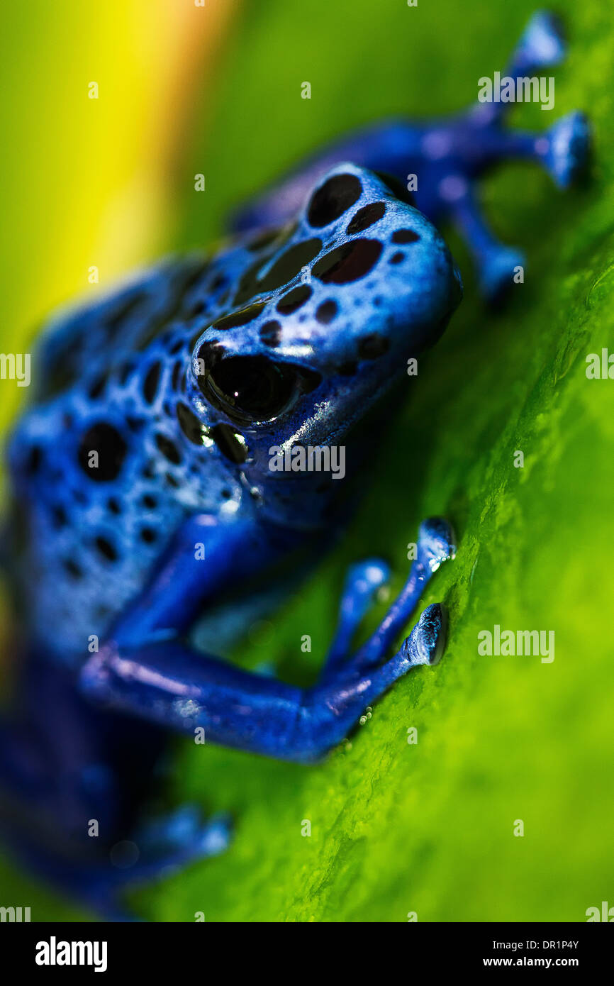 Blue Posion Dart frogs (Dendrobates azureus) Stock Photo