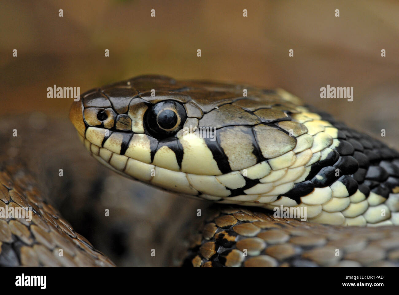 Grass snake (Natrix natrix). Recent research has suggested this animal be reclassified as Natrix helvetica. Stock Photo