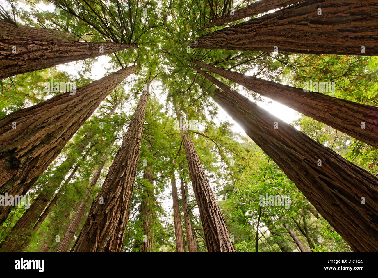 Redwoods, Muir Woods National Monument, California USA Stock Photo