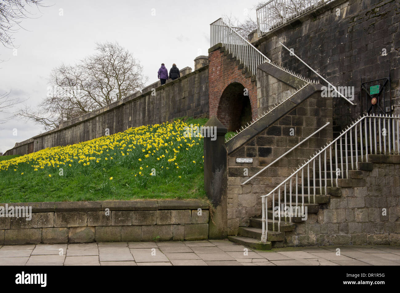 Ancient historic city walls (2 people walk, yellow spring daffodils on steep embankment, steps lead up to high walkway) - York, Yorkshire, England, UK Stock Photo