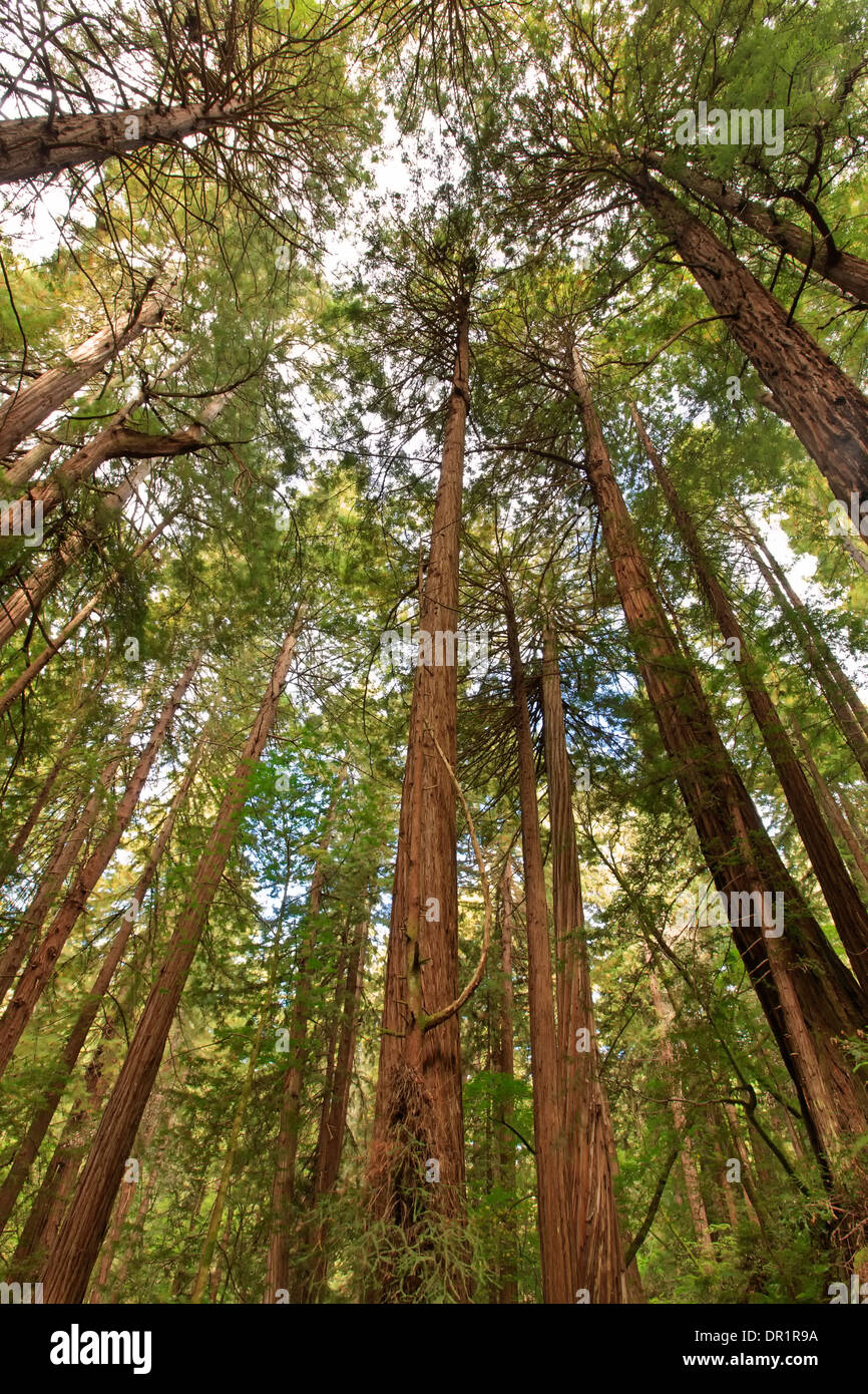 Redwoods, Muir Woods National Monument, California USA Stock Photo