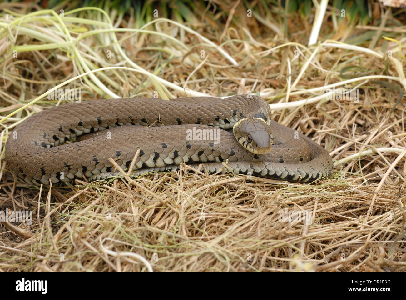 Grass snake (Natrix natrix) Stock Photo
