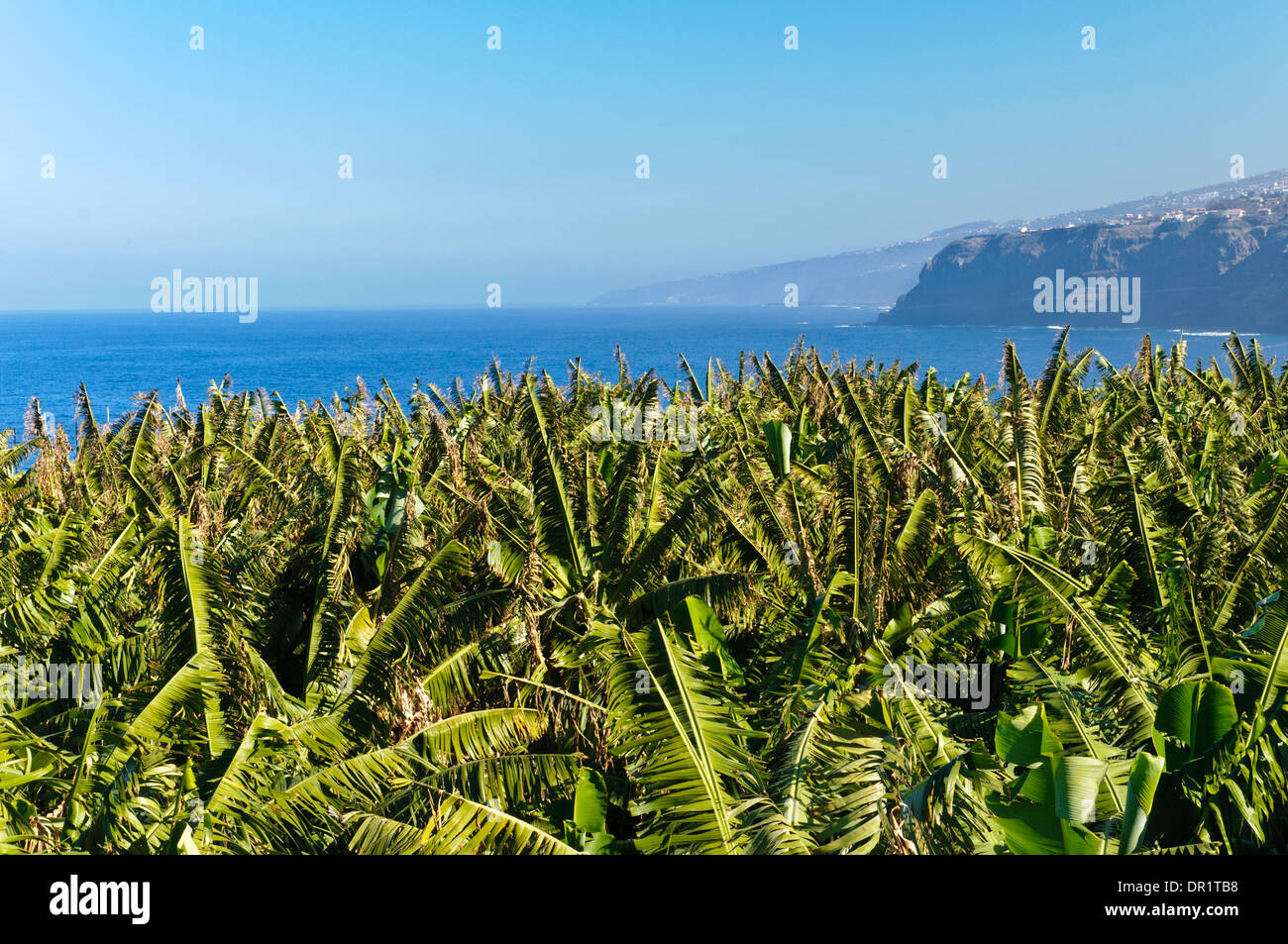 Banana plantation, Tenerife, Canary Islands, Spain, Europe Stock Photo