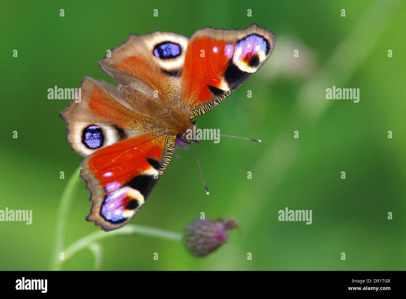 Peacock butterfly meadow background Stock Photo Alamy