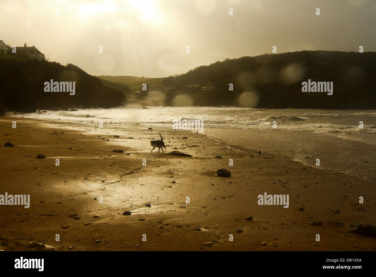 Stormy Seas at Hope cove Devon dog on beach Stock Photo