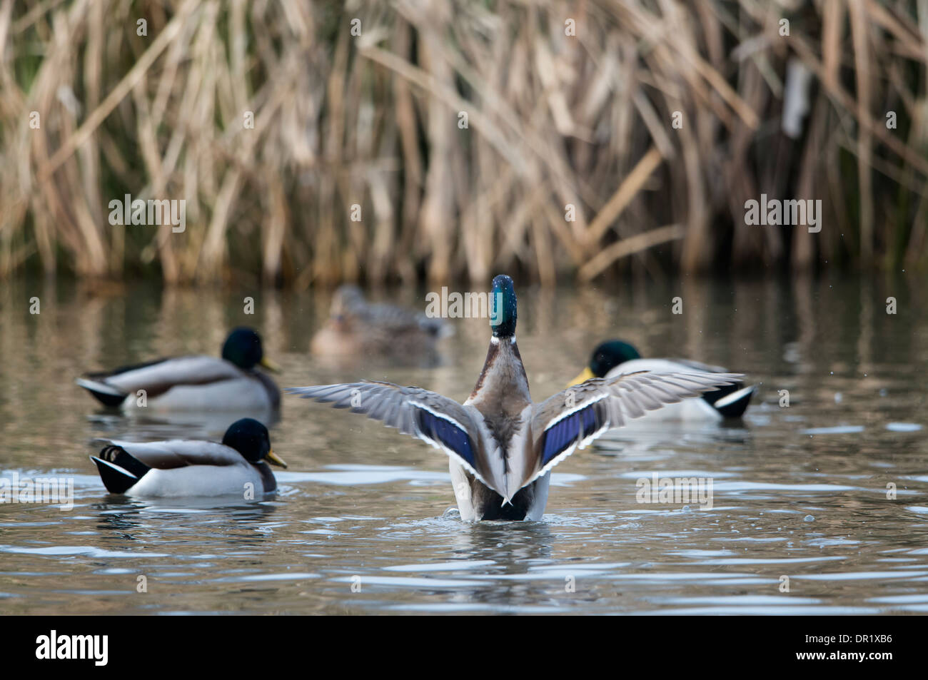 Mallard (Anas platyrhynchos) Drake displaying in front of a hen, North Texas Stock Photo